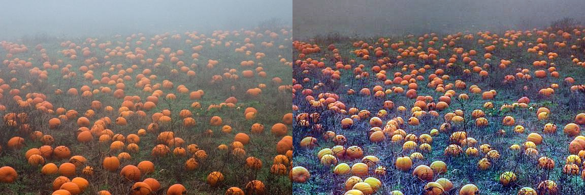 ACE_contrast_pumpkins