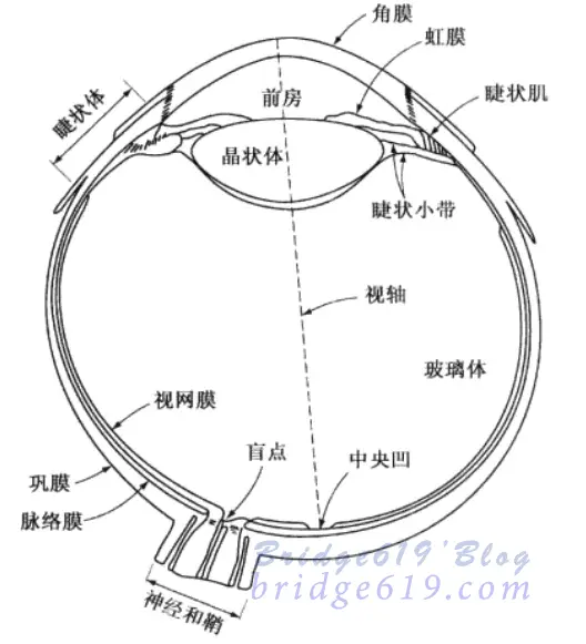 人眼剖面简图